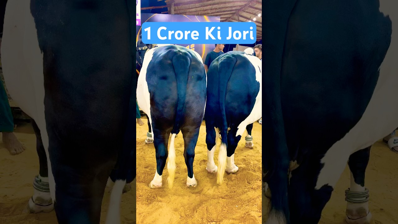 Karachi Cow Mandi | Jameel Memon Mandi | Multan Mandi 