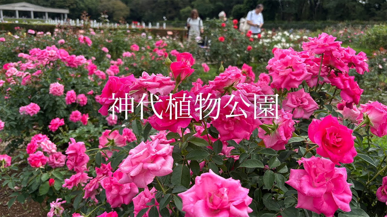 【神代植物公園】香りと彩りに包まれる 秋バラフェスタ2025