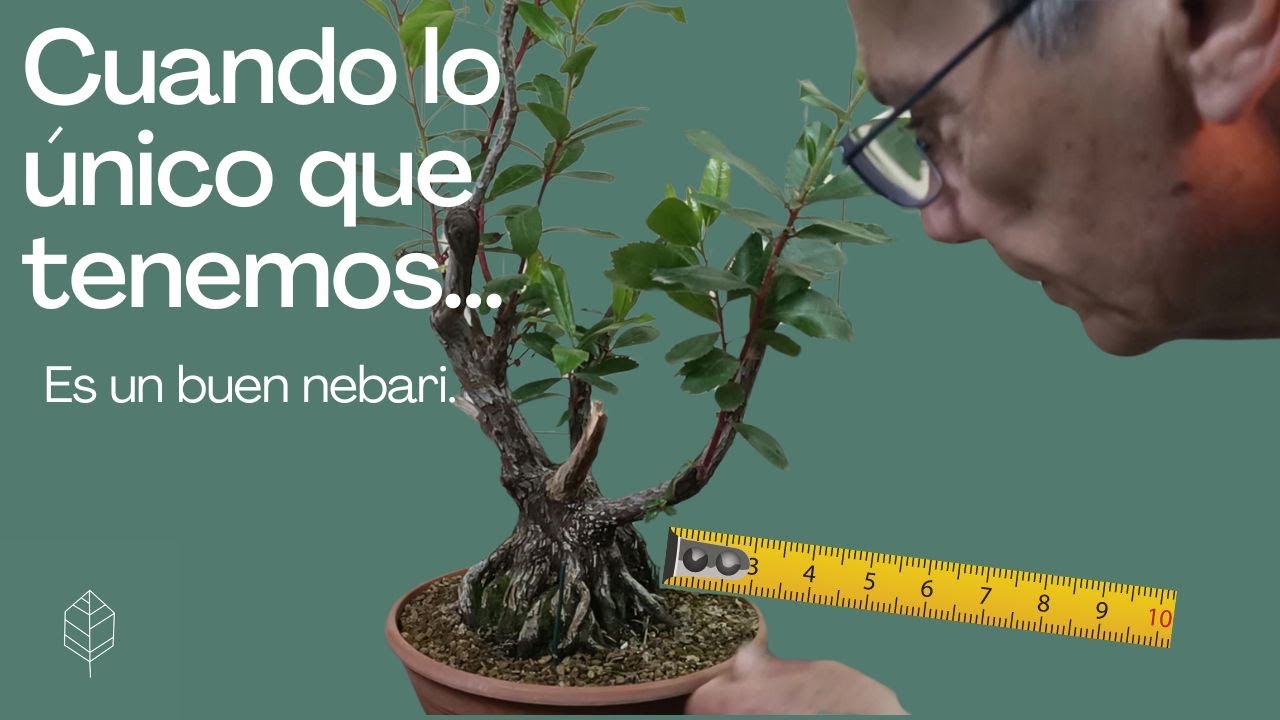 Cuando lo único que tiene el árbol es un buen nebari. #bonsai