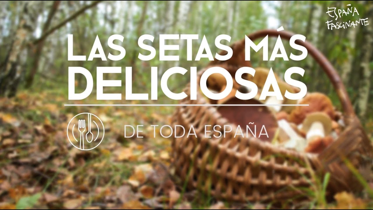 Las setas m&aacute;s deliciosas de toda Espa&ntilde;a | Espa&ntilde;a Fascinante