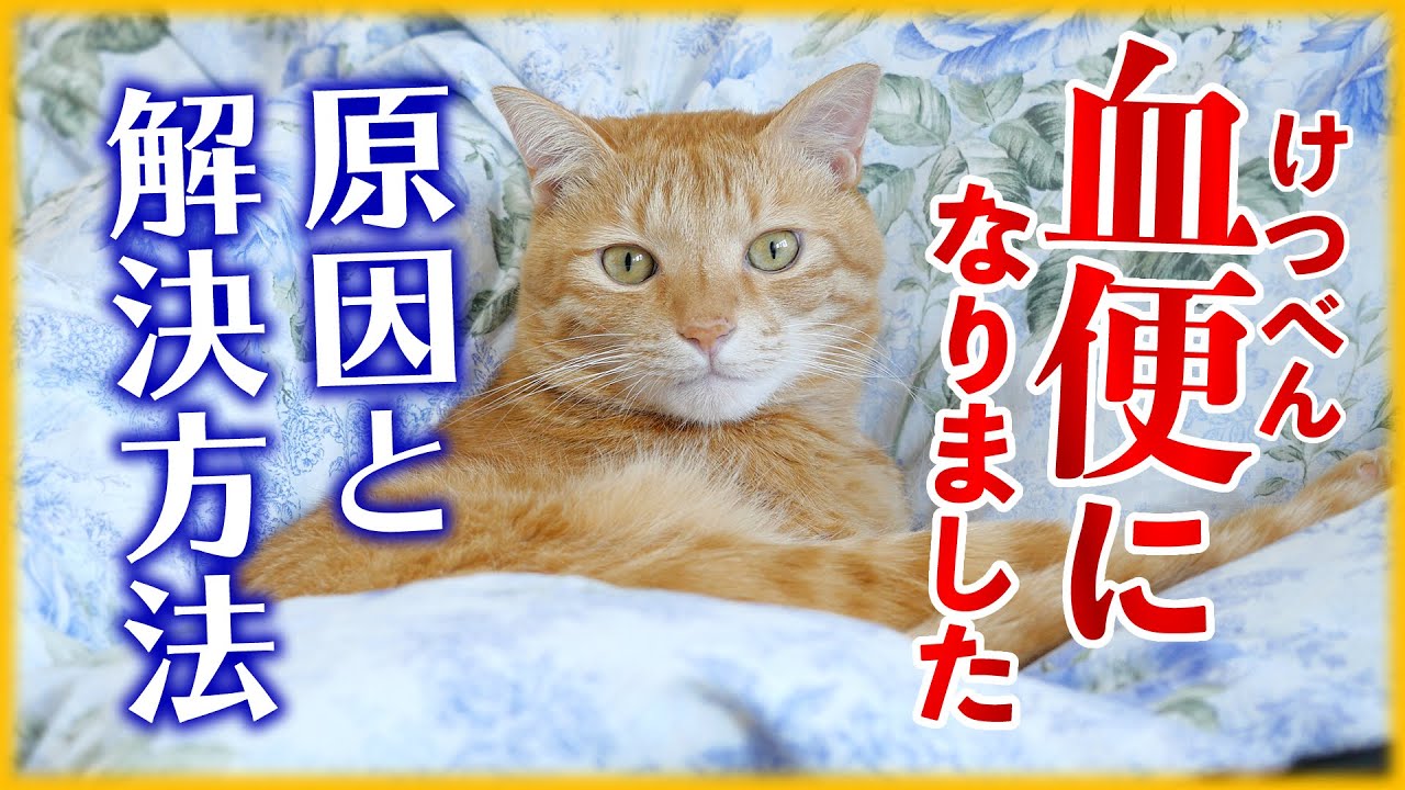 猫の血便、原因と対策を解説します！痔ではなくアレが問題