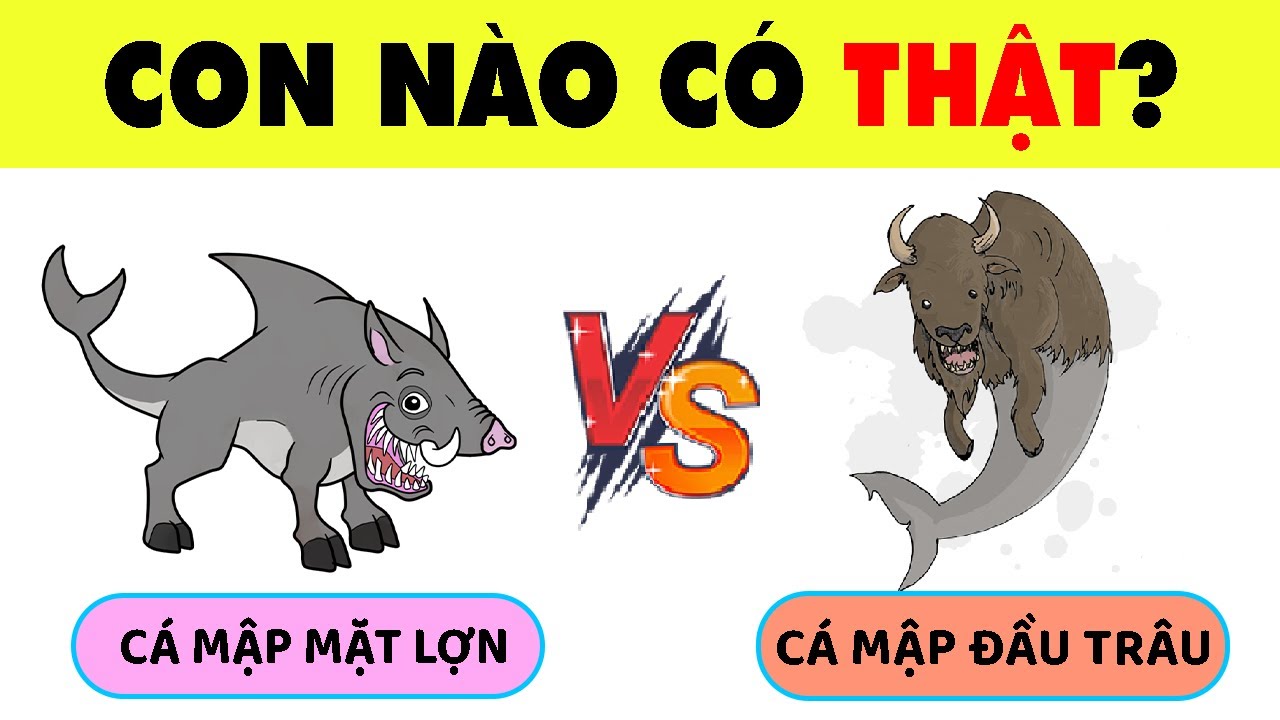 17 Câu Đố Về Các Loại Cá Chỉ Ai Có Tố Chất Làm Chuyên Gia Về Đại Dương Học Mới Hiểu | Nhanh Trí