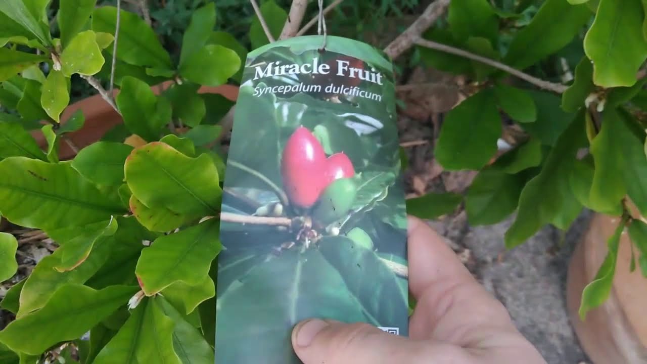 Miracle Fruit: how to pollinate by hand
