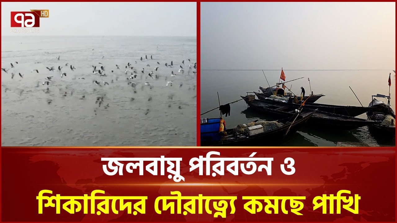 ভোলার চরাঞ্চলে কমছে অতিথি পাখি | Bhola | Bird | Ekattor TV