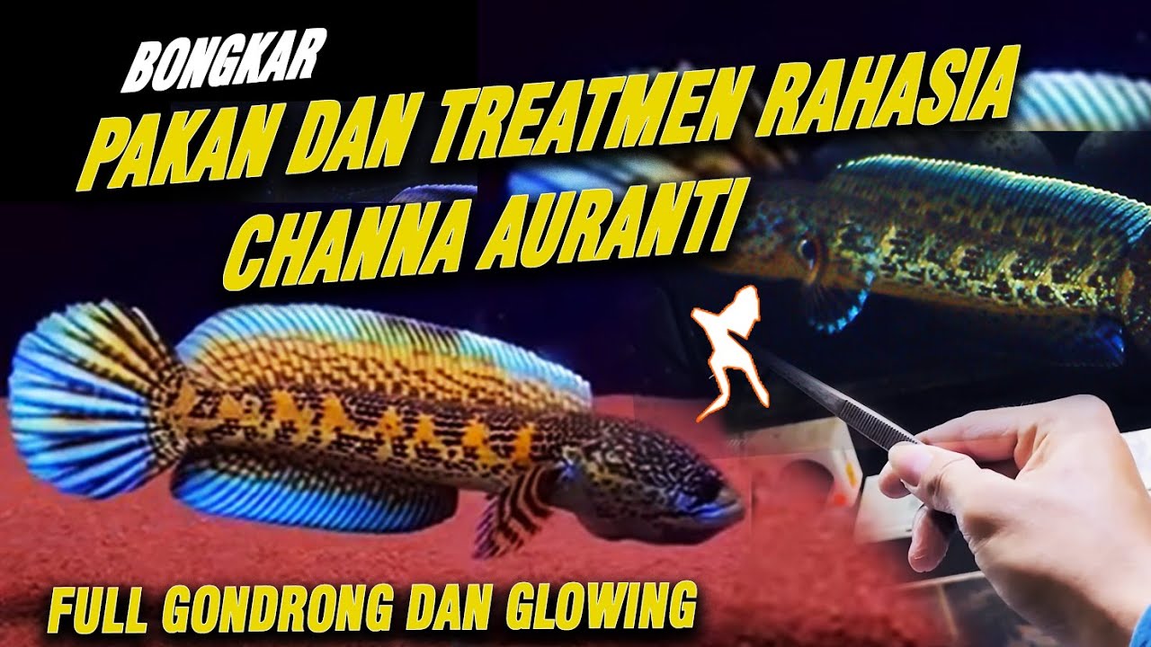 BONGKAR RAHASIA PAKAN BUAT CHANNA AURANTI GONDORNG!!!! RIM PUTIH DAN FIN POLOS