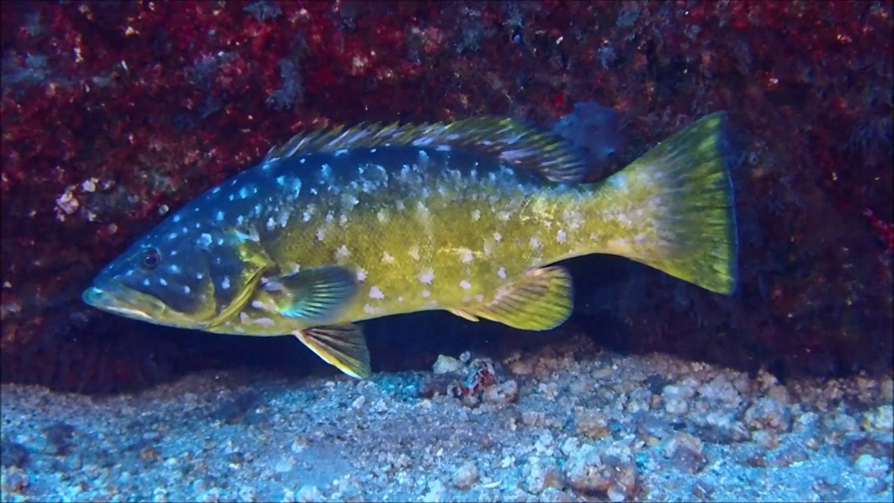 ABADE CAPIT&Aacute;N (Mycteroperca fusca) FAUNA MARINA DE CANARIAS