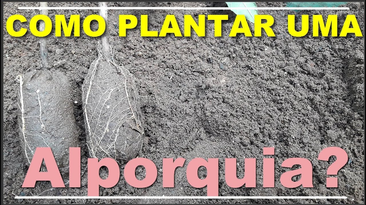 Como Plantar Uma Alporquia - Tutorial Completo - 17/02/2022
