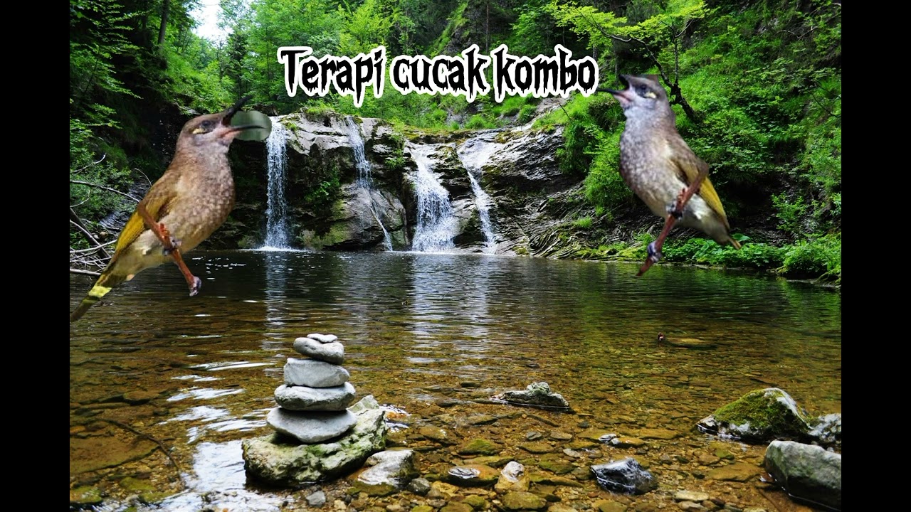 Terapi burung cucak kombo macet bunyi di jamin respon 100%