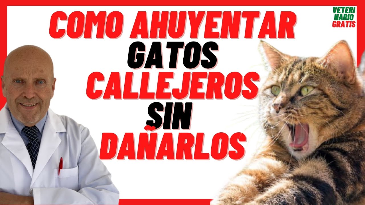 🔴 Cómo Ahuyentar Gatos Callejeros de Casa y del Jardín sin Lastimarlos 🔴 con Repelentes para Gatos