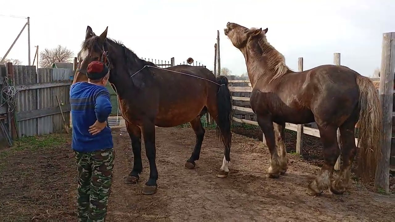 Жеребец встречается с красивой подругой