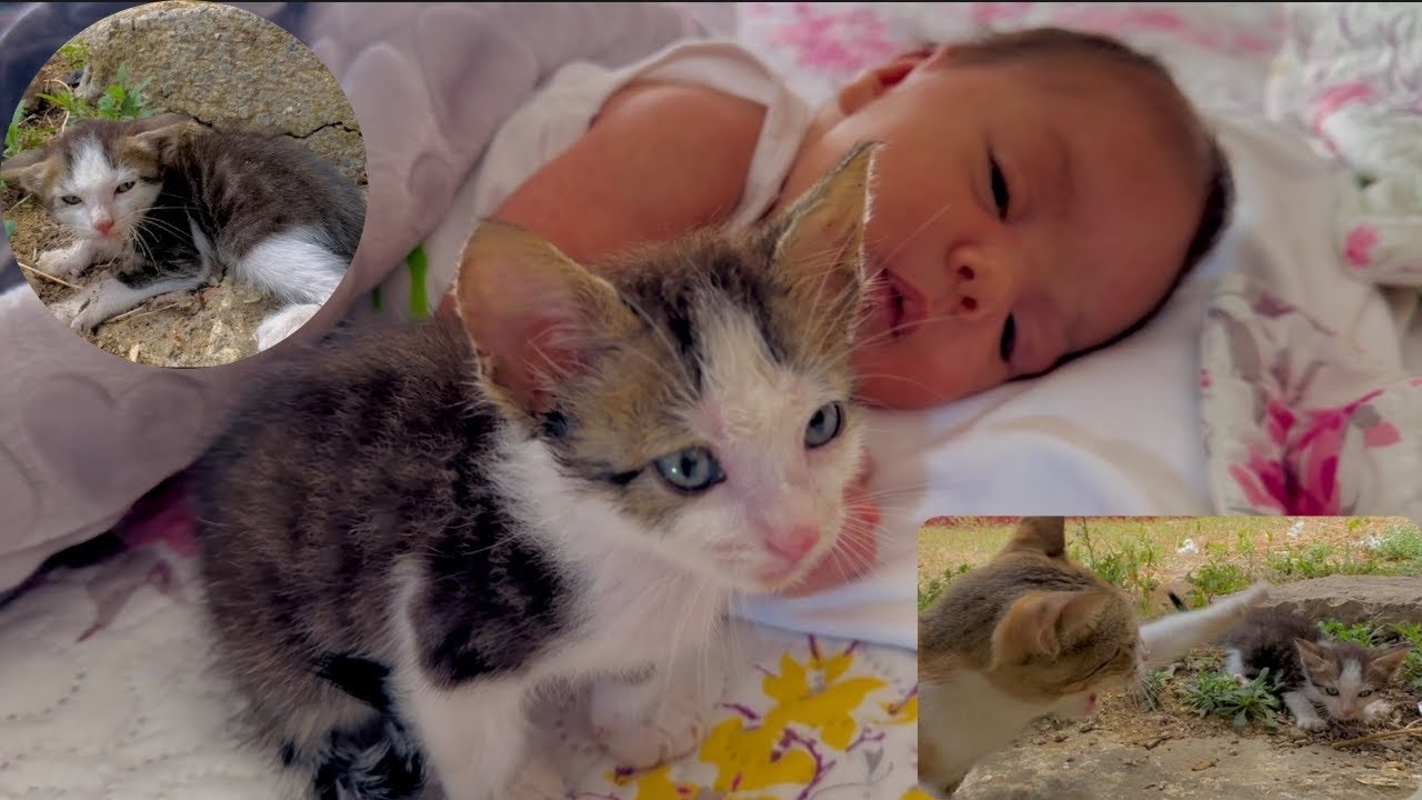 Trying to save a kitten being brutally attacked.