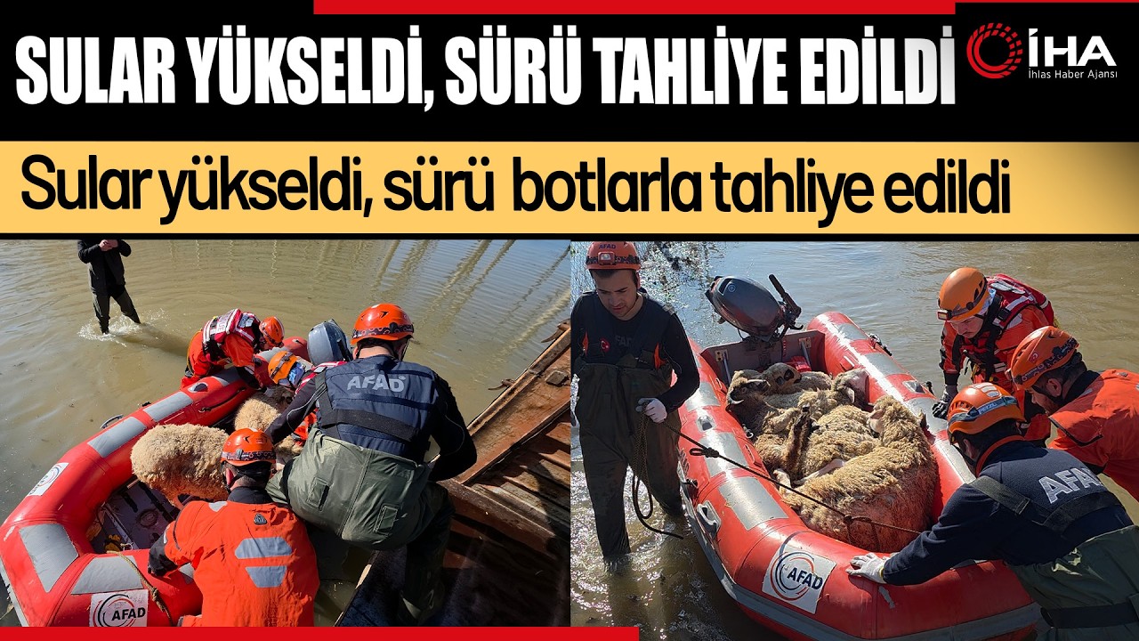 Edirne’de Sel Alarmı:  Koyunlar Botlarla Güvenli Alana Taşındı
