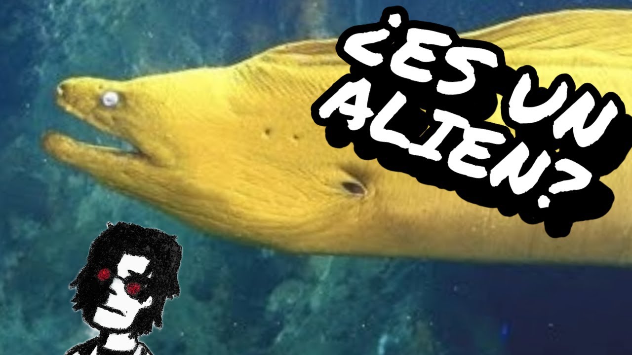 Nadie sabía de donde venían las ANGUILAS