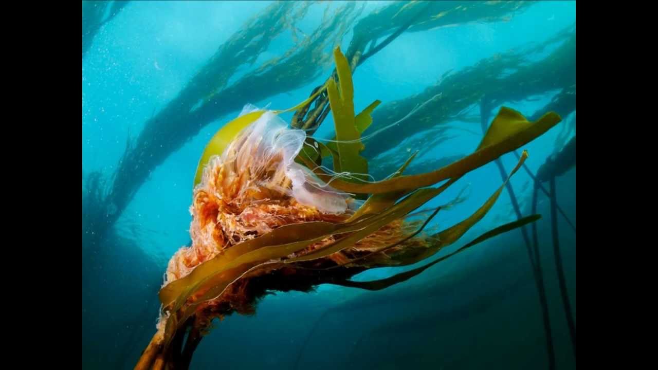 JUZ 15 The Holy Quran Abdul Rahman bin Abdul Aziz Sudais