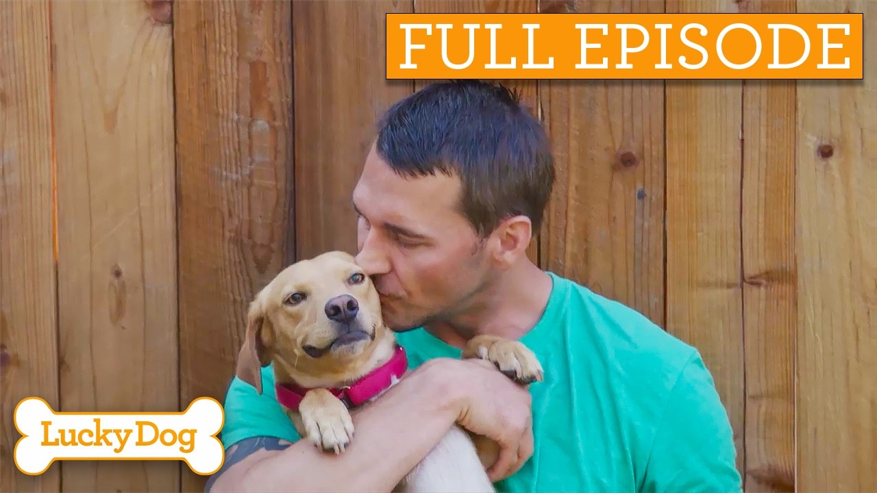 Abused Pup Learns How To Trust Again | Lucky Dog Double Episode