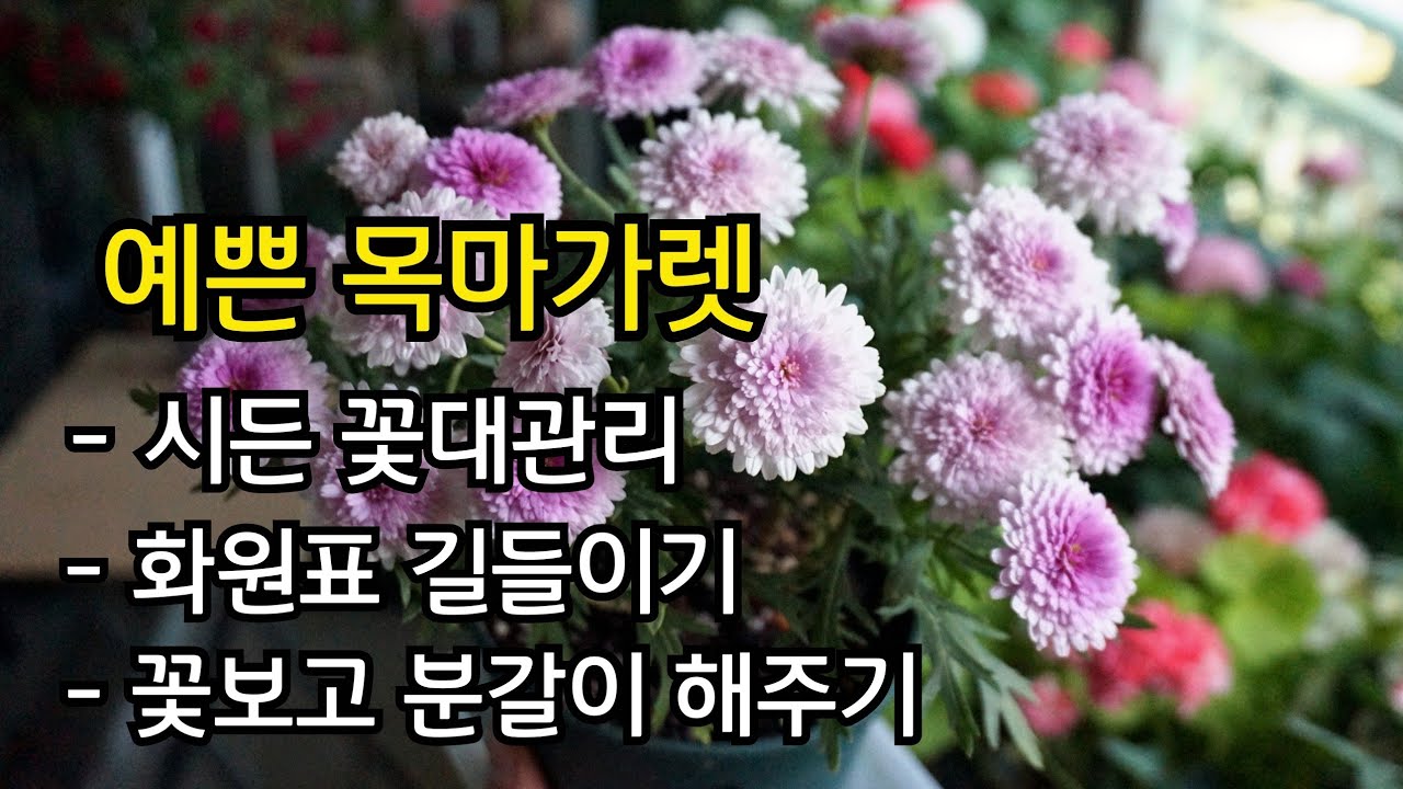 화원표 #목마가렛 관리/ 내 베란다에서 길들이기/꽃 본후 화분갈이/ 꽃대정리