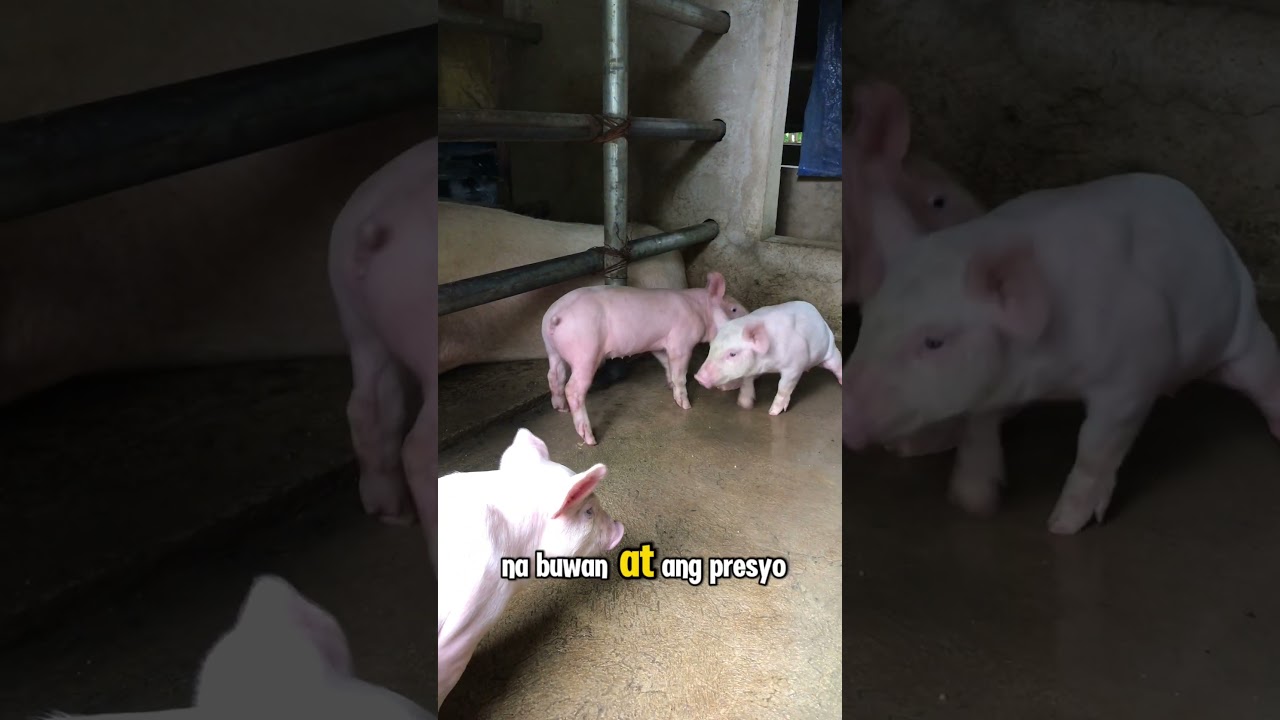 MAGKANO ANG PUHUNAN SA DALAWANG BABOY | APOR FARM