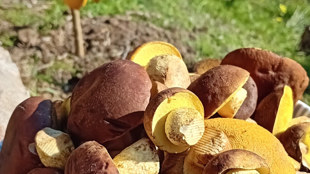 Porcini d'inverno 2024 (Fungo del Cisto)