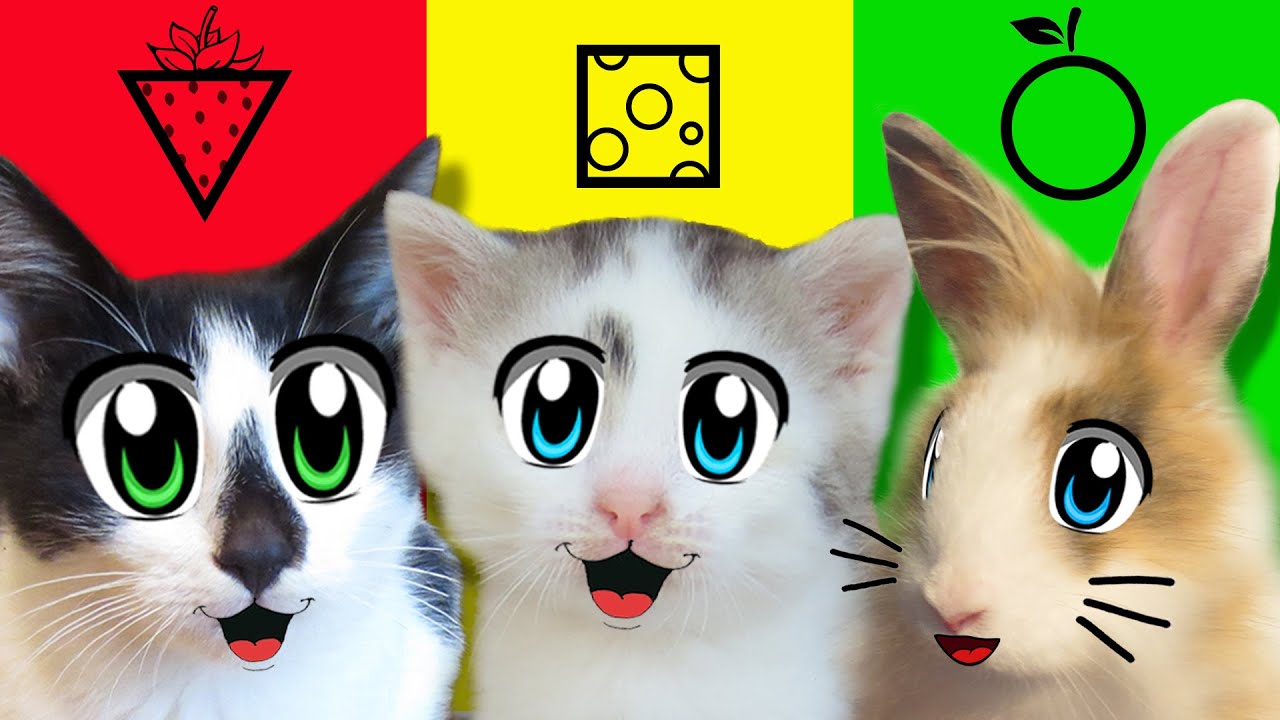 КВАДРАТНАЯ ТРЕУГОЛЬНАЯ или КРУГЛАЯ ЕДА ЧЕЛЛЕНДЖ для КОТОВ и БАФФИ !