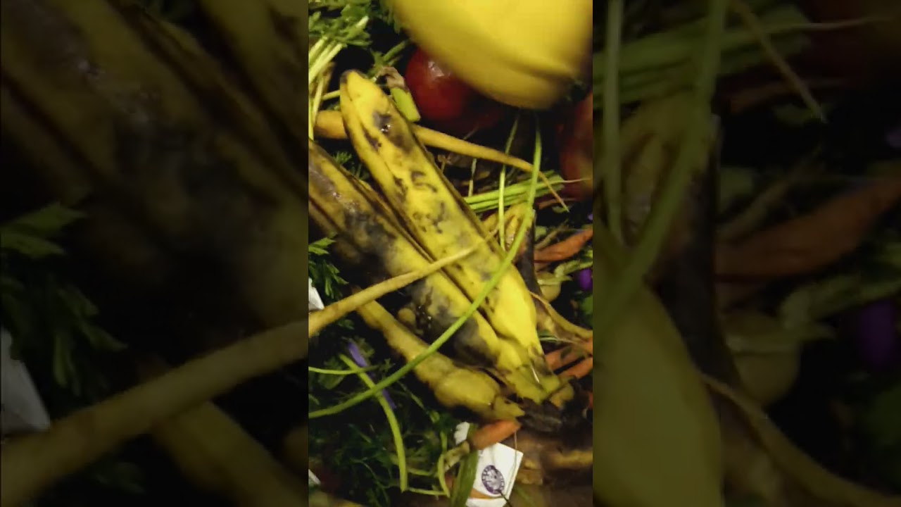 SCORE! organic vegetables from Astoria Co-op donated to Lifeboat nonprofit and thrown out for waste