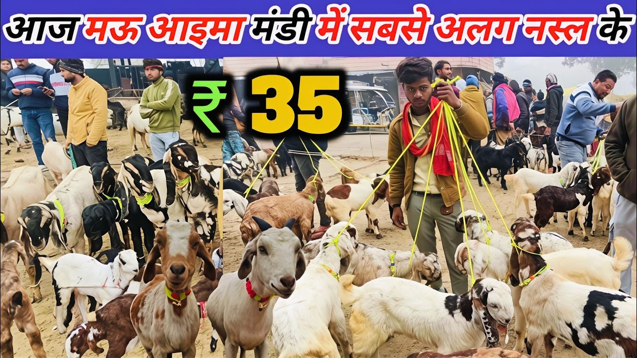 आज बाजार का रेट|मऊआइमा बकरा मंडी| टॉप क्वालिटी के पालने वाले बच्चे  Mauaima #bakramarket #bkaramandi