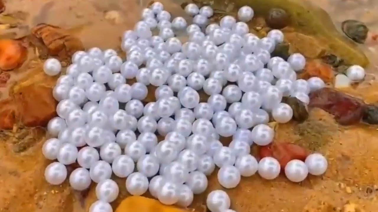 Pearls & Lobsters: There were many pearls under the rocks, and a large lobster nest was also found!