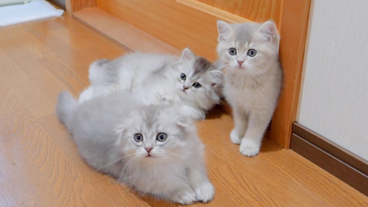 Котята, игравшие вместе в углу комнаты, были такими милыми...