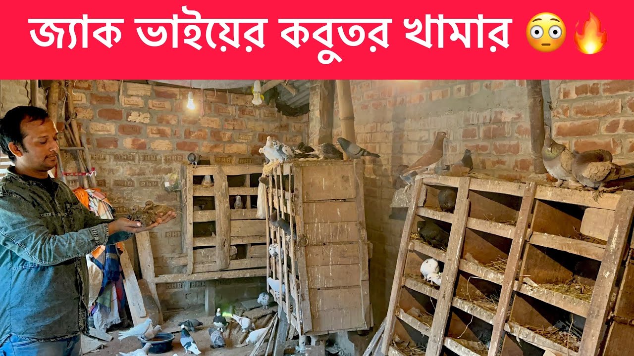 জ্যাক ভাইয়ের কবুতর খামার 🔥😳|| আজকে শুধু বাচ্চা সেল 😳|| কবুতর খামার || গিরিবাজ কবুতর 🔥|| 
