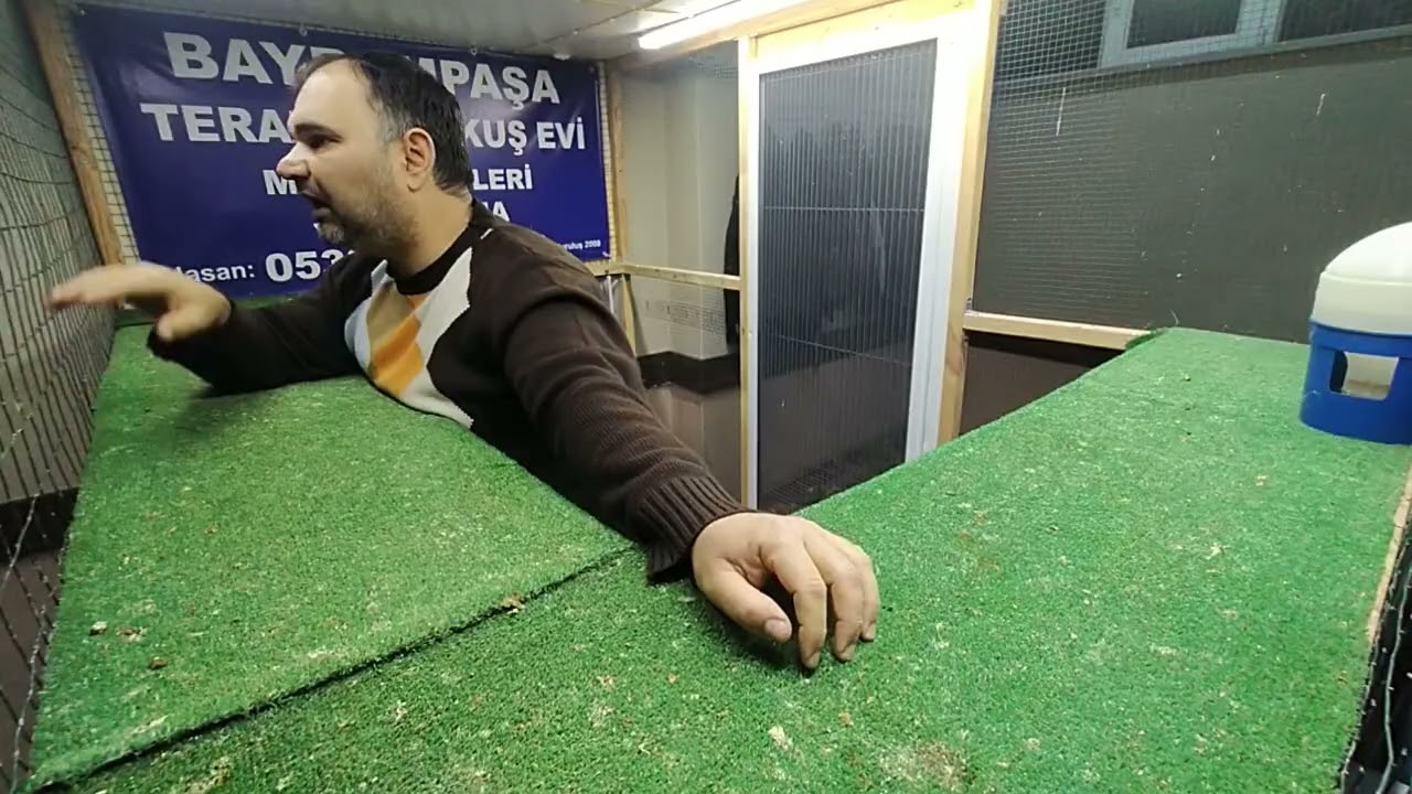 TERAZİDERE KUŞ EVİ CUMA AKŞAMI MEZATIMIZ 