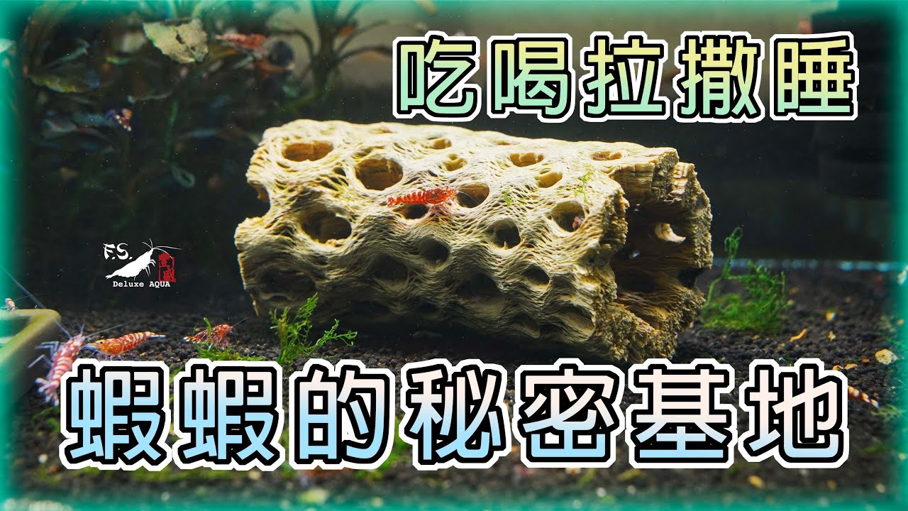 【開箱】蝦蝦好住所，純天然的蝦屋!讓蝦缸質感upup! ｜蝦木｜蛇王木｜我只是個養蝦的