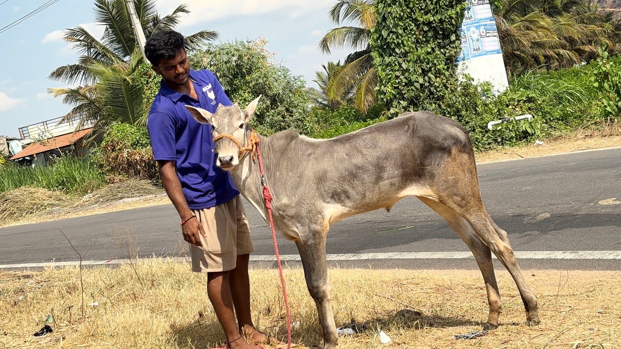 7 month Old Hallikar Bull Calf | Looking for Pair or Sale Contact: +91 6363-844149