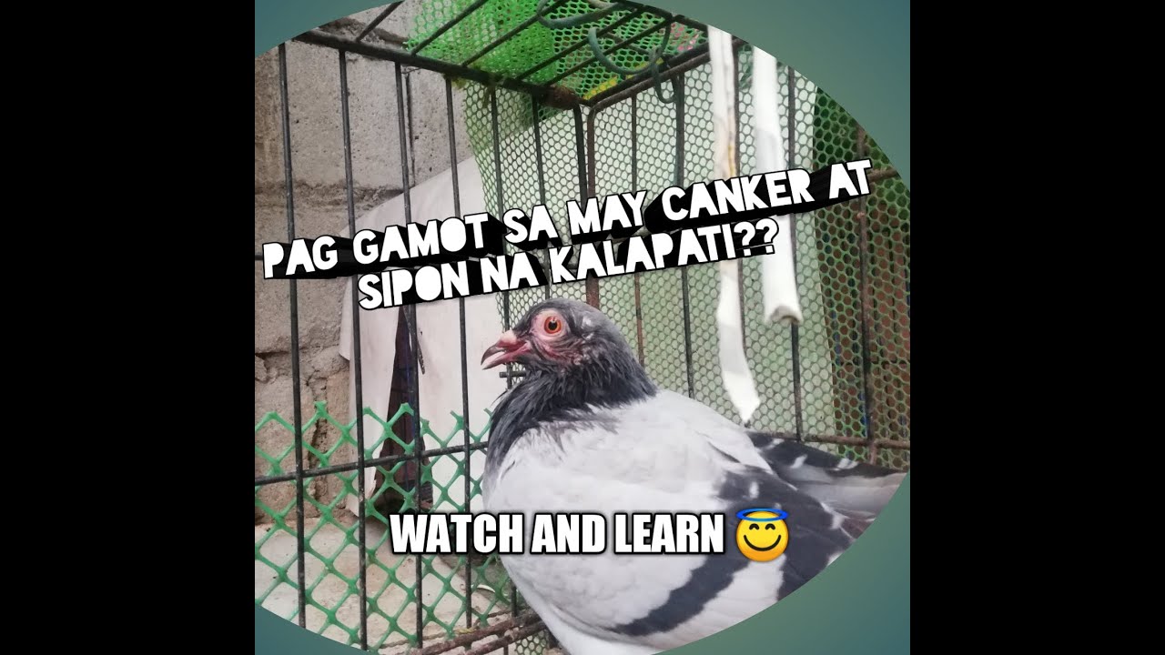 #Pag gamot ng Canker at sipon sating kalapati#khyrie pigeonTV #road to 1ka suportng 2nay ready lng