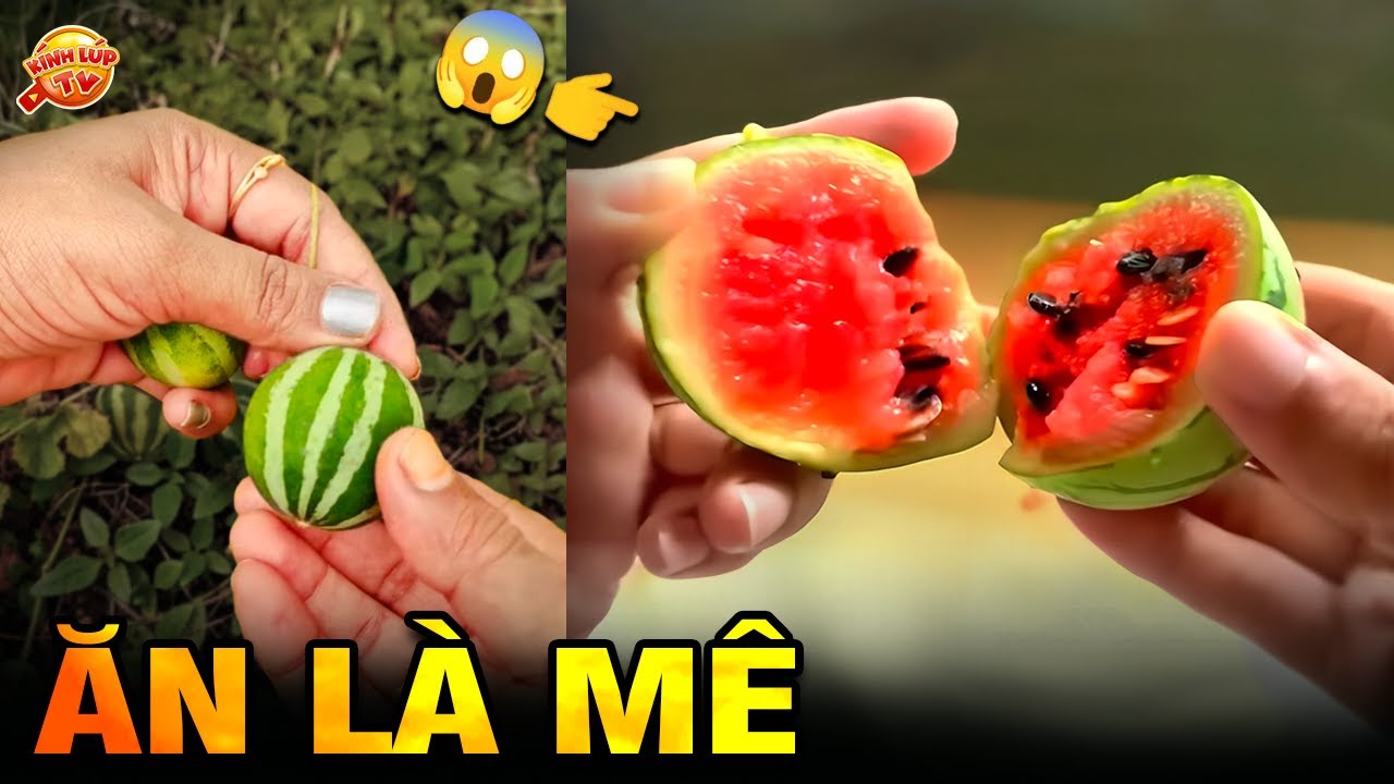 🔥 30 Loại Quả Siêu Lạ Siêu Mini Nhưng Giá Bằng Cả Con SH khiến Đại Gia Cũng Phải Đắn ĐoI Kính Lúp TV