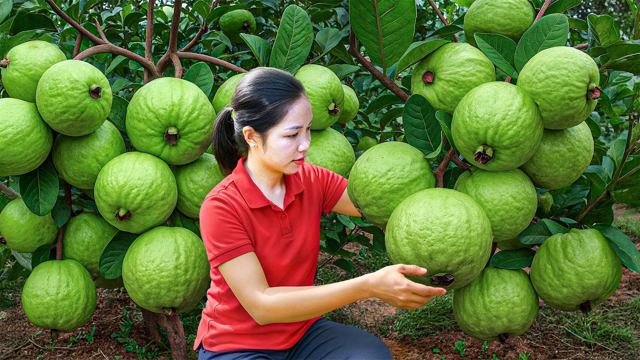 Harvesting Giant Guavas — How To Grow Guava on Family Farm