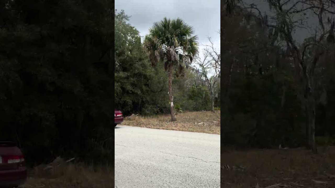 Employees Jenkins scream at me. I walk residential street. Employees they haters Jenkins Homosassa.