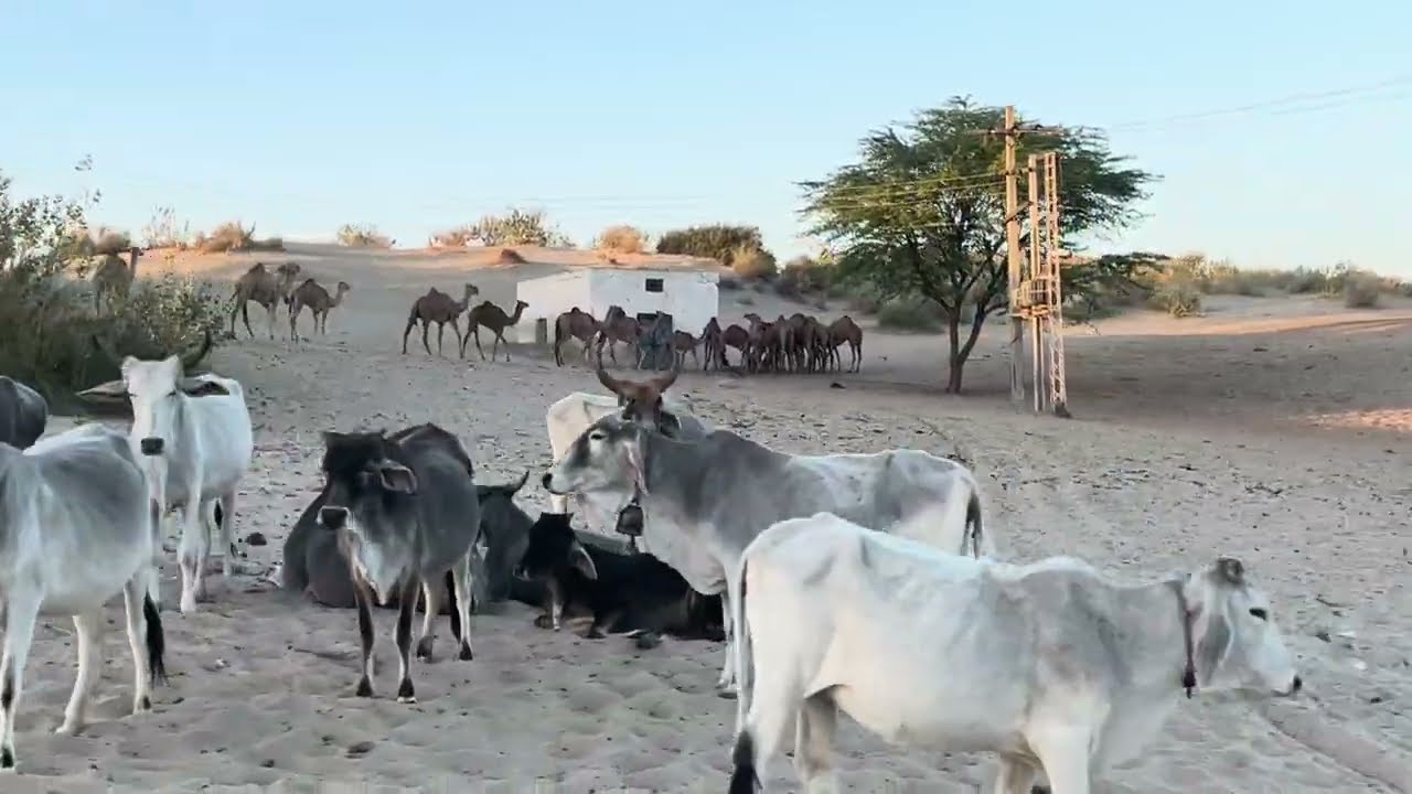 Desert Camel Thirsty On Pond Provides Water 