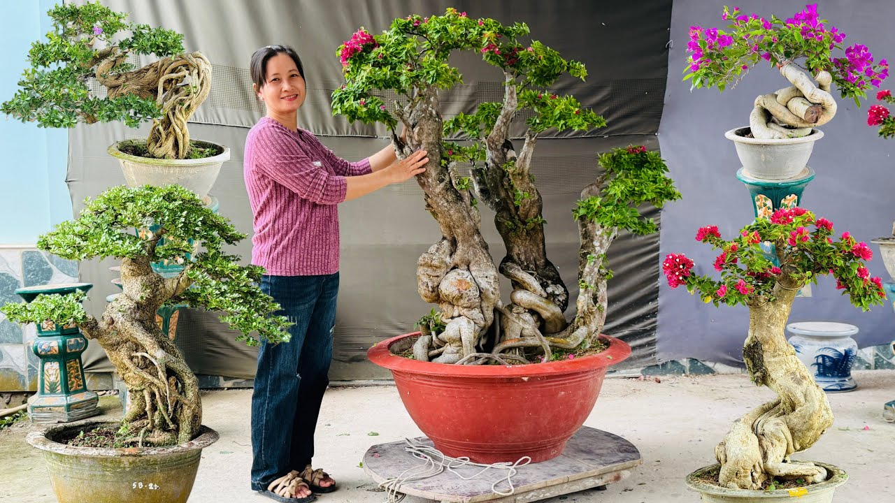 Cần Thăng Cẩm Thạch, Hoa Giấy Quái, Nguyệt Quế, Sam Siêu Hoa (giao lưu 3/3) vườn Trần Thi