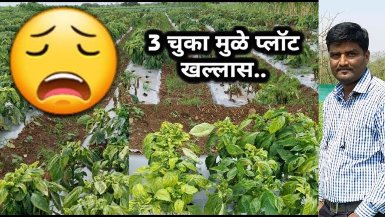 शिमला मिरची पिकात बोकड्या, व्हायरस व मर येण्याचं मुख्य कारण व असे होऊ नये यासाठी उपाय योजना