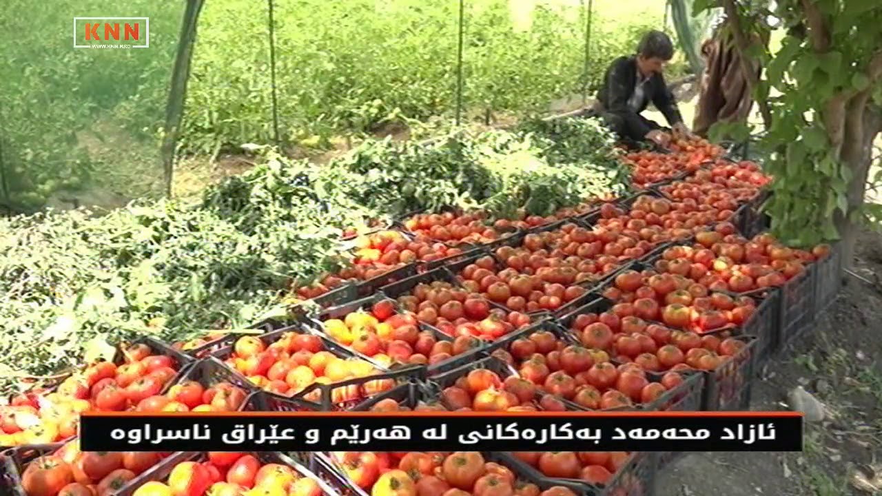 جوتیارەکەی هەڵەبجە داهێنانی نوێ دەکات