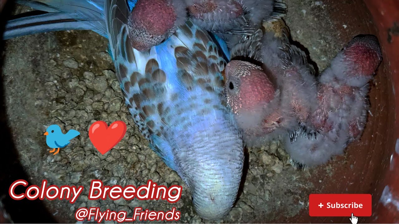 РАЗВЕДЕНИЕ В КОЛОНИИ 🐦❤️ || @Flying_Friends || Видео о прогрессе волнистых попугайчиков 2026