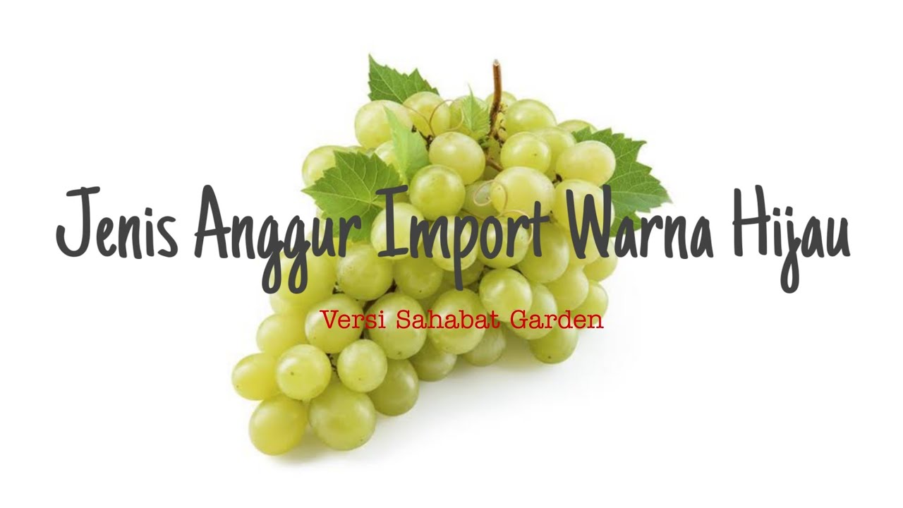 Jenis Anggur Import Warna Hijau