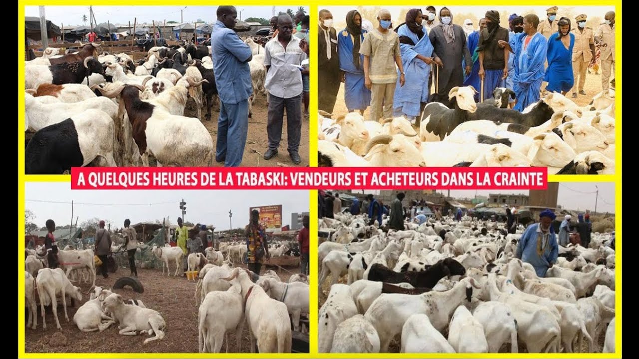 🔴Dernière Minute : A quelques heures de la tabaski - vendeurs et acheteurs dans la crainte