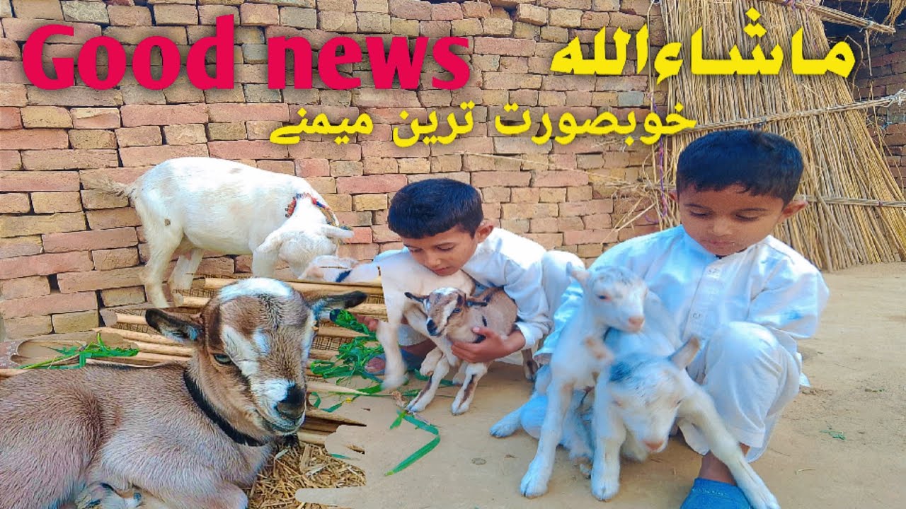 Good news (خوبصورت ترین میمنے) ماشاءاللہ 