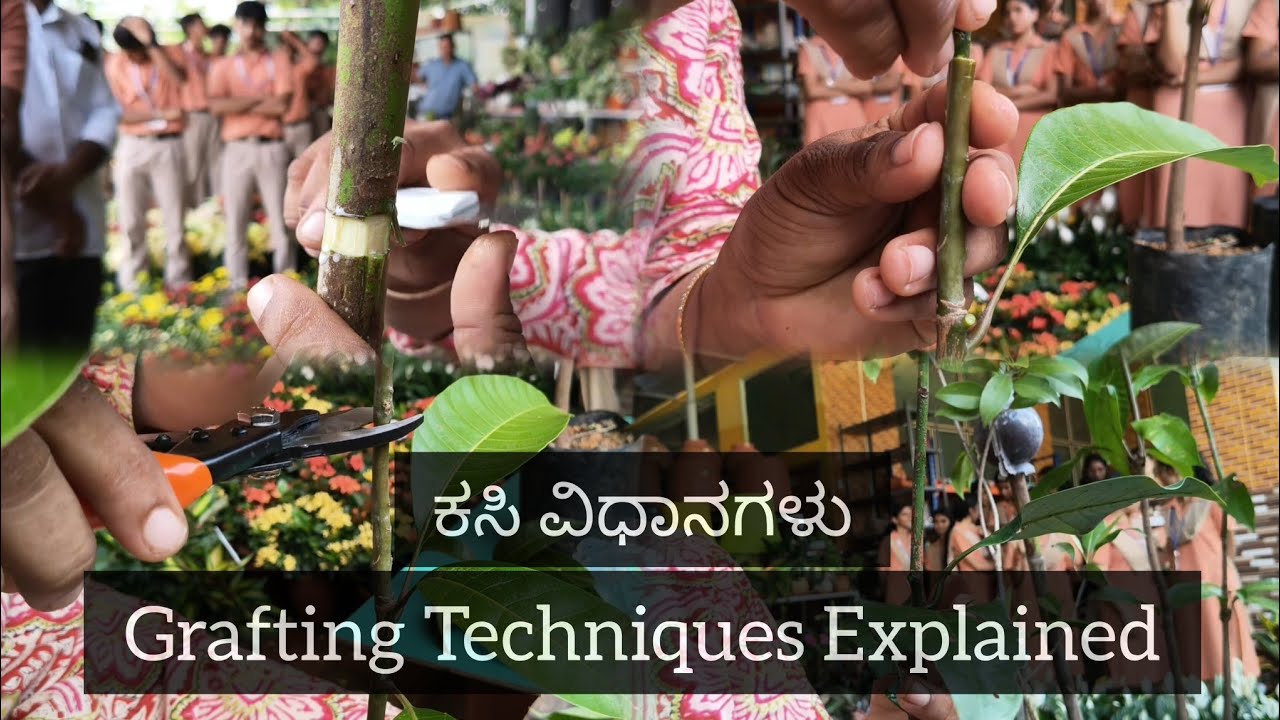ಕಸಿ ಮಾಡುವ ವಿಧಾನ, ಕಸಿ ಗಿಡಗಳನ್ನು ಬೆಳೆಸುವ ಟಿಪ್ಸ್ - ಸಂಪೂರ್ಣ ಮಾಹಿತಿ | All Grafting Techniques and tips