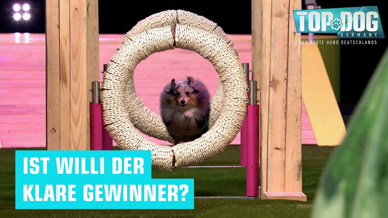 Holen sie sich den Titel ein drittes Mal? 🥹 | Top Dog Germany