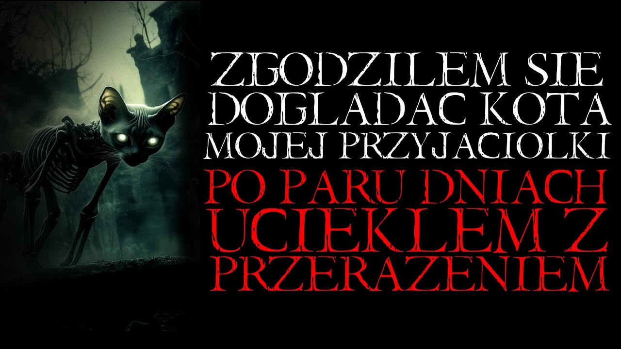 Zgodziłem się Doglądać Kota Mojej Przyjaci&oacute;łki. Po Paru Dniach Uciekłem z Przerażeniem - Reddit PL