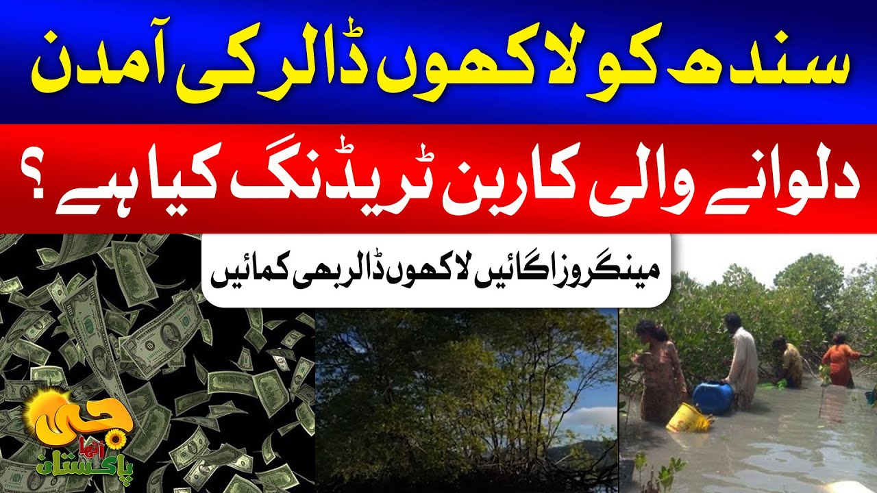 What is Carbon Trading? | Mangrove Reforestation in Sindh | GUtha Pakistan With Nusrat Haris