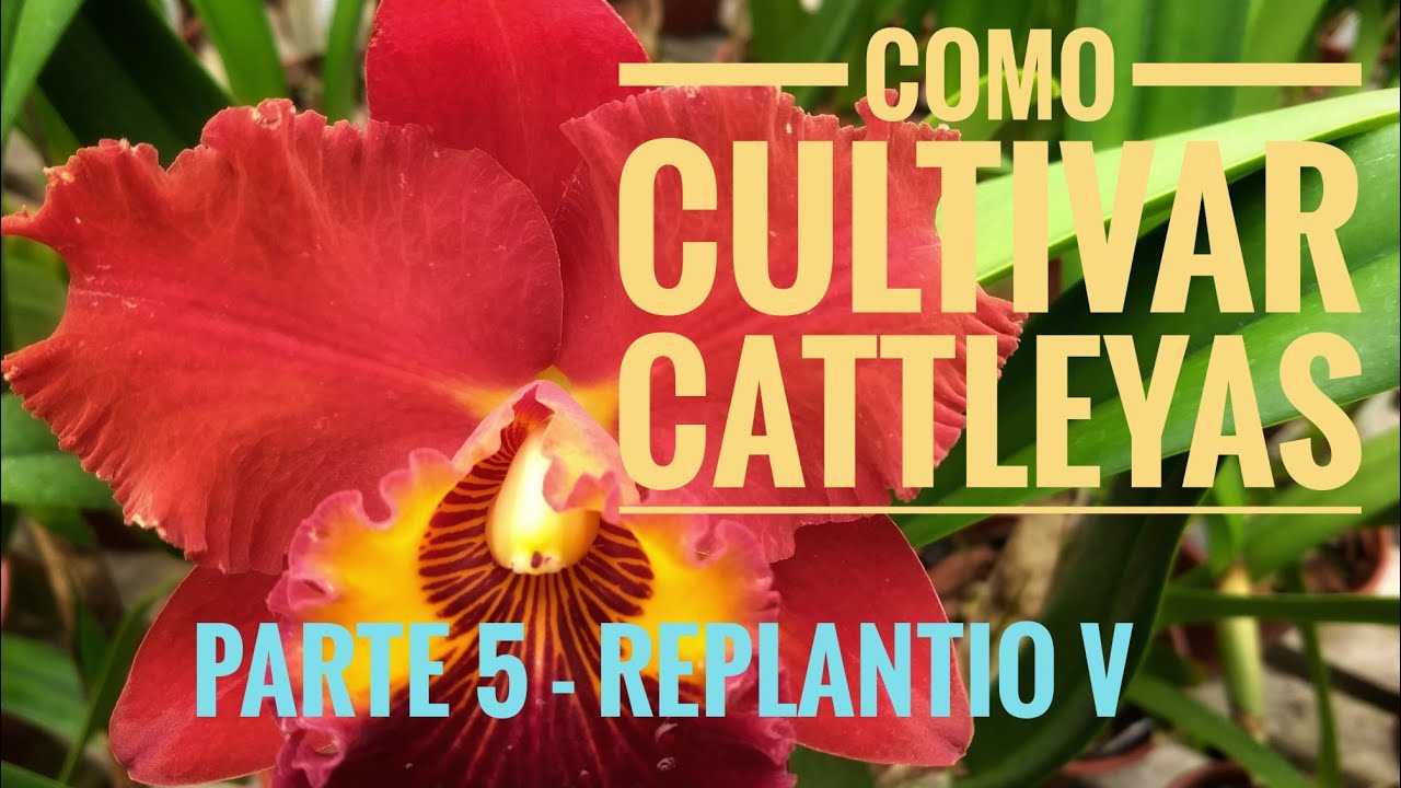 Cultivo de Cattleyas pt.5 - Replantio V