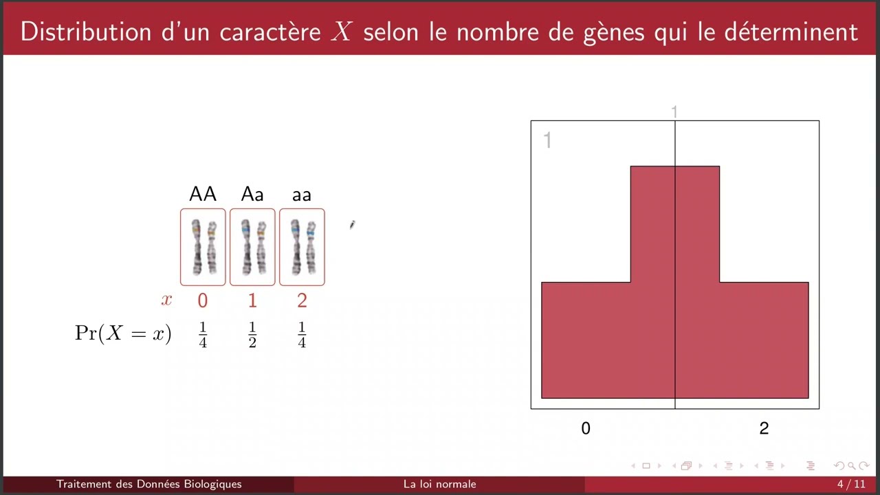 La loi normale et le théorème central limite