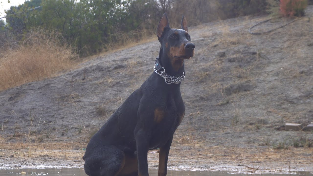 Day in the life with a Doberman - This Video is loaded with Information.